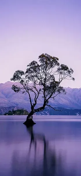 dark-tree-in-the-middle-of-a-purple-lake-wallpaper.jpg